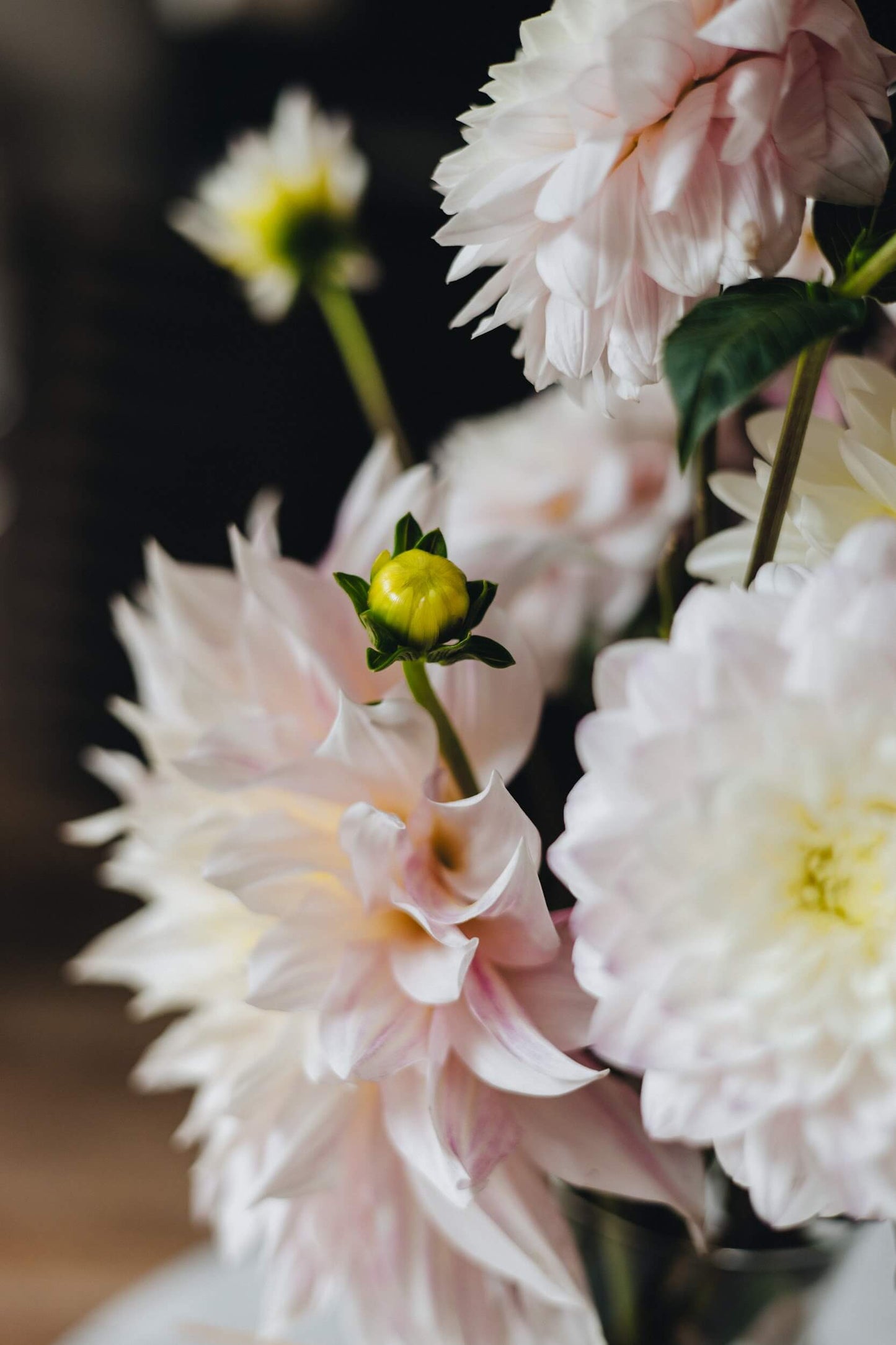 Close-up of dahlia bouquet with unopened bud, fresh local flowers Portland OR