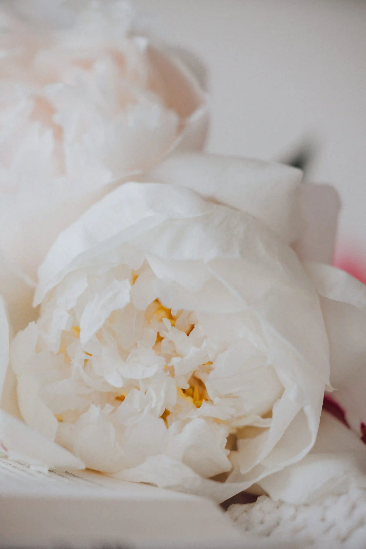 Coral and cream peonies bouquet, minimalist and seasonal for flower lovers