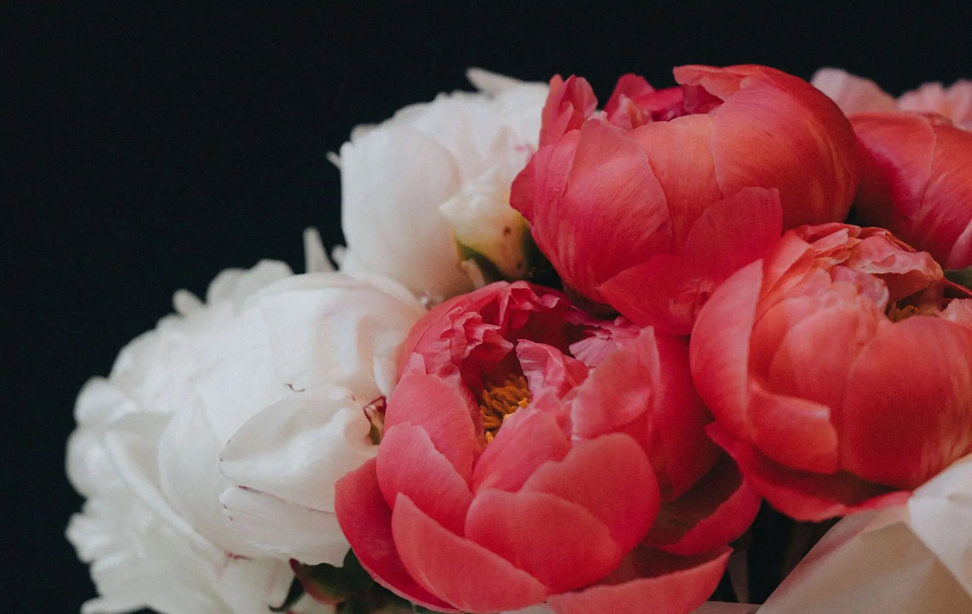 Close-up of peony bouquet in red and white — floral design by Kvetka Flower, Portland OR