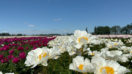 White and pink peony field at local Oregon flower farm supplying Kvetka Flower Portland florist