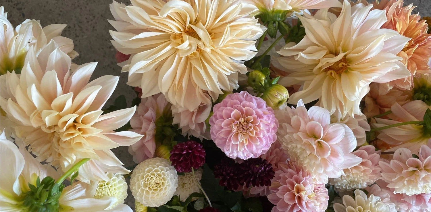 Wrapped bouquet of bright local peonies, ready for same-day delivery in Portland by Kvetka Flower