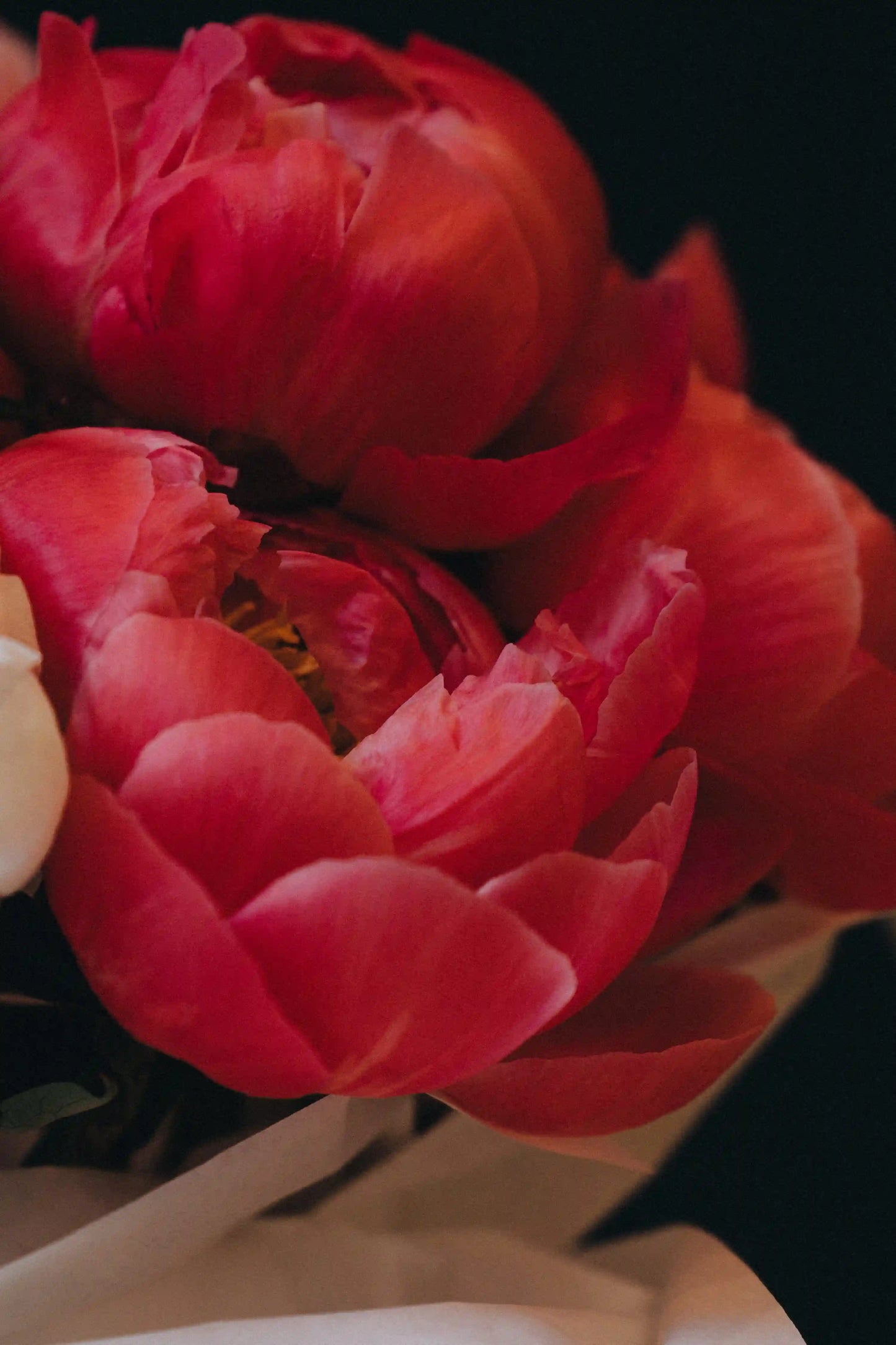 Peony bouquet in mono-style with coral and white peonies, arranged for summer delivery