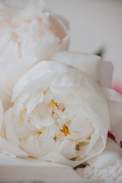 Coral and cream peonies bouquet, minimalist and seasonal for Portland flower lovers